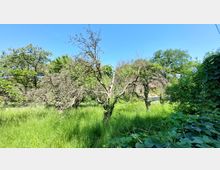 Eine grüne Wiese mit hohen Gräsern und mehreren Obstbäumen, teilweise mit kahlen Ästen. Im Hintergrund sind dichte grüne Bäume und ein Gebäude mit einem roten Dach zu sehen, unter einem klaren blauen Himmel.