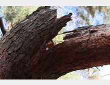 Nahaufnahme eines gesplitterten Baumstamms mit grober, rötlicher Rinde, umgeben von Bäumen und blauem Himmel im Hintergrund.