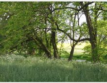 Grüne Waldlandschaft mit hohen, gebogenen Bäumen und dichtem Laub. Im Vordergrund wächst hohes Gras mit weißen Wildblumen, im Hintergrund sind Felder und ein kleiner Bach sichtbar.