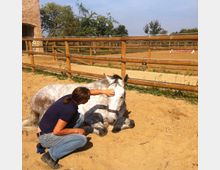 Eine Person in Jeans und dunkelblauem Shirt sitzt neben einem liegenden, grauen Pferd auf einer sandigen Fläche in einem eingezäunten Reitplatz. Im Hintergrund sind Holzzäune, Bäume und ein Backsteingebäude zu sehen.