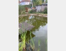 Kleiner, künstlicher Teich mit grüner Wasseroberfläche, auf der zwei Enten schwimmen. Am Rand stehen Schilfpflanzen, ein hölzerner Steg ragt ins Wasser, und im Hintergrund sind ein Holzzaun, ein Schuppen und Gebäude zu sehen.
