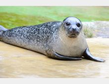 Eine Robbe liegt auf einer gelb-braunen Steinfläche mit einem leicht gesprenkelten Fellmuster. Im Hintergrund ist unscharf grünliches Wasser und etwas Gras zu sehen.