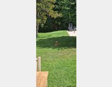 Ein Hund liegt auf einer Wiese im Schatten, umgeben von Bäumen und dichter Vegetation. Im Hintergrund sind Gartenmöbel und eine gepflasterte Fläche zu sehen.