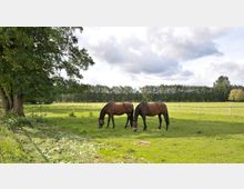 Zwei braune Pferde grasen auf einer grünen Weide, umgeben von Bäumen und einem Holzzaun im Hintergrund. Links steht ein großer Baum im Schatten, während der Himmel mit weißen Wolken bedeckt ist.