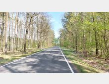 Gerade Landstraße durch einen Wald mit dicht stehenden Bäumen, teils noch ohne dichtes Laub. Die Straße ist von weiß-markierten Leitpfosten gesäumt, und Sonnenlicht fällt durch die Äste auf die Fahrbahn.