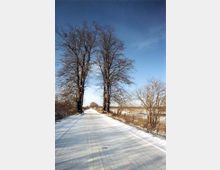 Verschneite, gerade Landstraße mit kahlen Bäumen, die beidseitig die Straße säumen. Klare Winterlandschaft mit freien Feldern im Hintergrund und blauem Himmel.