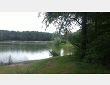 Seeufer mit grasbewachsenem Uferbereich und dichten Bäumen im Vordergrund, ein ruhiger See mit spiegelnder Wasseroberfläche in der Mitte und ein Kiefernwald im Hintergrund.