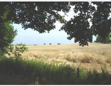 Eine weite, goldgelbe Getreidefeldlandschaft, eingerahmt von dunklem Laub der Bäume im Vordergrund und vereinzelten Bäumen am Horizont. Im Vordergrund sind Sträucher und ein Zaun sichtbar.