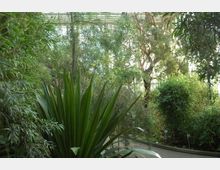 Innenansicht eines Gewächshauses mit üppiger, tropischer Vegetation. Zu sehen sind hohe Bäume, Sträucher und eine große, spitz zulaufende Pflanze im Vordergrund, umgeben von gewundenen Wegen.