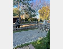 Zwei Pferde stehen in einem eingezäunten Auslauf mit sandigem Boden, umgeben von Bäumen und Sträuchern. Im Vordergrund ist ein Weg mit Pflastersteinen zu sehen, der von Gras und einem Metallzaun begrenzt wird.