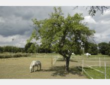 Weide mit einem großen, grünen Baum in der Mitte, unter dem ein weißes Pony steht und grast. Im Hintergrund sind durch Zäune abgetrennte Wiesen und einige Bäume sowie ein bewölkter Himmel sichtbar.