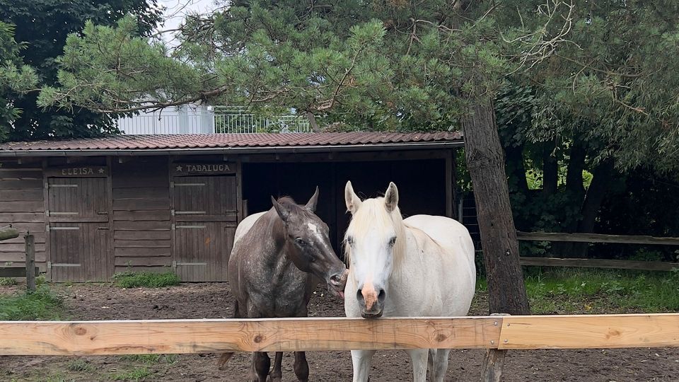 Eingezäunte Pferdekoppel mit sandigem Boden und Holzzaun, im Hintergrund ein niedriger Holzstall mit Türen und überhängendem Dach. Große Bäume und dichter Bewuchs umgeben die Anlage, vorne verläuft ein gepflasterter Weg.