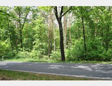Waldszene mit dichtem Baumbestand aus hohen, schlanken Stämmen und üppigem grünen Laub, im Vordergrund eine Landstraße mit Asphaltbelag und weißer Seitenmarkierung.