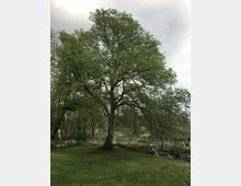 Großer Laubbaum auf einer grünen Wiese in einer ländlichen Umgebung; im Hintergrund sind ein kleiner Teich, vereinzelte Zäune und dichte Vegetation zu sehen. Der Himmel ist bewölkt.