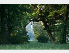 Waldlandschaft mit hohen, dicht bewachsenen Bäumen, die einen schattigen Durchgang bilden; im Hintergrund ist ein schmaler Turm sichtbar, der teilweise von Bäumen verdeckt wird. Im Vordergrund eine Wiese mit hohem Gras.
