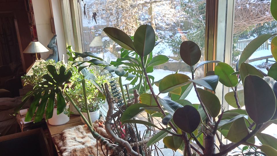 Wohnzimmer mit großen Fenstern, durch die ein verschneiter Garten sichtbar ist. Auf der Fensterbank stehen mehrere Zimmerpflanzen in Töpfen, und Holzjalousien sind teilweise geschlossen.