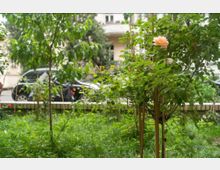 Ein kleiner Garten mit grünem Rasen, dichtem Laub und einer blühenden, orangefarbenen Rose im Vordergrund. Im Hintergrund sind ein geparktes Auto und Wohnhäuser zu sehen.