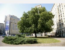 Ein großer, weit ausladender Baum steht auf einer Grünfläche inmitten eines städtischen Platzes, umgeben von mehrstöckigen, historischen Gebäuden mit Arkadengängen. Im Hintergrund sind geparkte Autos, ein Werbeplakat und ein restauriertes Gebäude mit Baustellenverkleidung zu sehen.