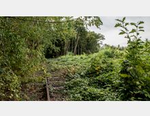 Überwucherte Eisenbahnschienen inmitten einer dichten Vegetation aus Bäumen, Sträuchern und Kletterpflanzen, umgeben von einem bewachsenen Waldgebiet mit hellem Himmel im Hintergrund.