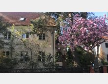 Zweistöckiges Wohnhaus mit cremefarbener Fassade und rotem Ziegeldach, umgeben von blühenden Bäumen, darunter ein großer Kirschbaum mit rosa Blüten. Im Vordergrund verläuft ein schwarzer Zaun, der den Garten des Hauses umgibt.