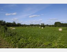 Wiese mit Rundballen aus Heu, umgeben von Bäumen im Hintergrund unter einem blauen Himmel mit vereinzelten Wolken. Im Vordergrund befinden sich Gras und Sträucher.