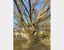 Großer, verzweigter Baum mit ausladenden Ästen auf einer Wiese, umgeben von weiteren Bäumen und einer Straße im Hintergrund. Im Hintergrund sind ein Gebäude und geparkte Autos sichtbar.