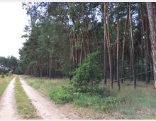 Waldweg durch einen lichten Kiefernwald mit sandigem Boden und Grasbewuchs, gesäumt von hohen Bäumen und vereinzeltem Buschwerk. Klarer Himmel ist teilweise durch die Baumkronen sichtbar.