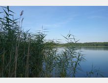 Schilfgras im Vordergrund am Ufer eines ruhigen Sees unter klarem, blauem Himmel; im Hintergrund ein Waldstreifen.