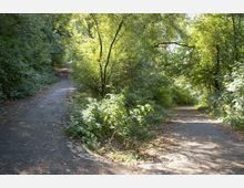 Waldweg an einer Gabelung, umgeben von dichter, grüner Vegetation und hohen Bäumen, durch deren Blätter Sonnenlicht fällt. Beide Wege sind asphaltiert und mit Herbstlaub bedeckt.