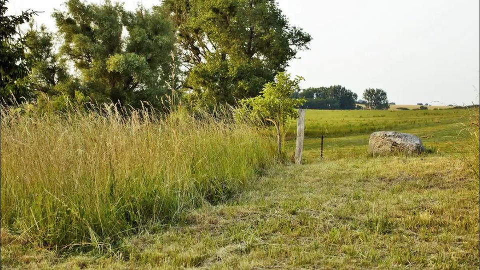 Eine Wiese mit hohem Gras und frisch gemähten Flächen, umgeben von Bäumen und offenen Feldern im Hintergrund. Ein großer Stein und ein einzelner Holzpfosten stehen nahe an einem schmalen Weg.