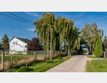 Eine schmale, gepflasterte Dorfstraße mit einem weißen Haus auf der linken Seite, auf dessen Wand ein Landschaftsbild gemalt ist. Neben dem Haus stehen große Weidenbäume und kleinere Nadelbäume, umgeben von Zäunen und grünem Gras.