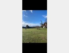 Weite grüne Wiese unter einem klaren blauen Himmel mit einigen Wolken; im rechten Bildbereich ein Gebäude mit Holzdach und ein Holzzaun, der die Wiese abgrenzt. Zwei Pferde liegen auf der Wiese, und im Hintergrund sind Bäume erkennbar.