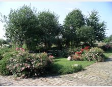 Ein Garten mit blühenden Rosensträuchern, umgeben von Bäumen, einer gepflasterten Steinfläche und vereinzelten Parkbänken. Im Hintergrund ist eine ländliche Umgebung mit einem Holzzaun sichtbar.