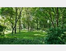Offene Waldlandschaft mit dicht bewachsenen Bäumen und grüner Wiese, durchsetzt mit Lichtungen. Im Vordergrund ist ein Strauch zu sehen, im Hintergrund fällt Sonnenlicht durch die Blätter.