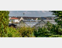 Gewächshaus mit Glasdach, umgeben von dichtem Grün, im Vordergrund Bäume und Pflanzen. Im Hintergrund sind moderne Wohnhäuser mit Solarpanels auf den Dächern zu sehen, sowie ein hoher Mast mit einem erkennbaren McDonald's-Logo.