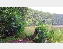 Ein Waldsee mit dichtem Bewuchs aus Sträuchern und Schilf am Ufer; im Hintergrund ist der See von einem Wald umgeben, und ein umgestürzter Baumstamm ragt ins Wasser.