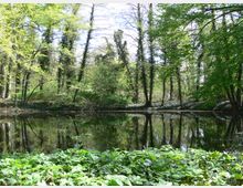 Ein kleiner, ruhiger Waldteich, umgeben von dichtem, grünem Laubwald. Die Bäume und ihre Reflexionen spiegeln sich klar auf der stillen Wasseroberfläche, während im Vordergrund Bodendeckerpflanzen wachsen.