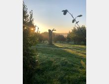Wiese mit taufeuchtem Gras und vereinzelten Bäumen im Morgenlicht, im Zentrum ein abgestorbener Baumstamm. Die Sonne steht tief am Himmel und wirft lange Schatten, während der Himmel klar und leicht golden ist.