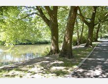 Ein Weg mit Asphalt verläuft entlang eines Teiches, gesäumt von großen Laubbäumen, die Schatten spenden. Im Hintergrund sind dichtes Blattwerk und Wasser sichtbar.