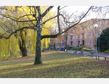 Park mit einer großen Trauerweide im Vordergrund, die sich neben einer Rasenfläche und einem Gehweg erstreckt. Im Hintergrund sind ein Wohnhaus mit hellbrauner Fassade sowie parkende Autos und Bänke sichtbar.