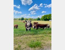 Kühe weiden auf einer grünen Wiese, die von einem elektrischen Zaun umgeben ist. Im Hintergrund sind Bäume und ein blauer Himmel mit weißen Wolken zu sehen.