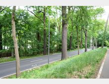Eine asphaltierte Straße, die durch einen Wald mit hohen, dicht bewachsenen Bäumen führt. Am Straßenrand stehen vereinzelt Laternen, und daneben verläuft ein schmaler Gehweg mit grasbewachsenem Randstreifen.