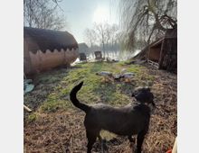 Ein Hund steht auf einem grasbewachsenen Grundstück nahe eines kleinen Sees, während mehrere Enten an einem Futternapf fressen. Im Hintergrund befinden sich Liegestühle, ein Saunafass und eine Holzstruktur unter kahlen Bäumen.