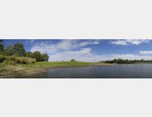 Weite Flusslandschaft mit einer flachen Uferzone, grasbewachsenen Flächen und vereinzelten Bäumen; im Hintergrund ein blauer Himmel mit weißen Wolken.