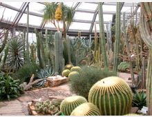 Ein Gewächshaus mit einer Vielzahl von Kakteen und Sukkulenten unterschiedlichster Größen und Formen, einschließlich großer, säulenförmiger Kakteen und kugelförmiger Exemplare. Die Struktur hat ein transparentes Glasdach, das viel Licht in die Umgebung aus Steinwegen und pflanzenreichen Beeten lässt.