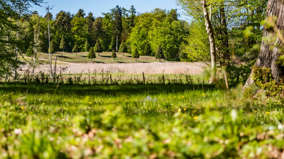 View from a grassy woodland edge looking out across a meadow with tall reeds and a fence line, backed by a gently sloping hill with scattered conifer trees. Mature tree trunks and leafy branches frame the scene under clear daylight.