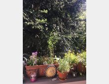 Ein Balkon mit Pflanzkästen und Blumentöpfen, die verschiedene blühende Blumen und Kräuter enthalten. Im Hintergrund ist eine große, dichte Tanne, und auf der Brüstung steht eine dekorative Sonnenscheibe aus Keramik sowie mehrere Kerzenhalter.