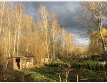 Gelände mit ländlicher Atmosphäre, im Vordergrund eine Wiese mit kleinen Bäumen und Sträuchern, daneben eine alte Holzhütte. Im Hintergrund stehen hohe, unbelaubte Birken vor einem bewölkten Himmel.