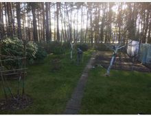 Garten mit einer Rasenfläche, mehreren Sträuchern und jungen Bäumen, darunter ein weiß gestrichener Baum. Ein schmaler gepflasterter Weg führt durch den Garten, daneben befindet sich ein Gemüsebeet. Im Hintergrund sind hohe, dicht stehende Bäume eines Waldes zu sehen.