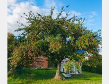 Ein großer Apfelbaum mit reifen roten Äpfeln steht auf einer grünen Wiese. Im Hintergrund sind ein Ziegelhaus und ein Gewächshaus zu sehen, teils von Bäumen verdeckt.